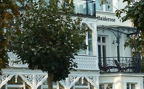 Haiderose Ostseebad Binz